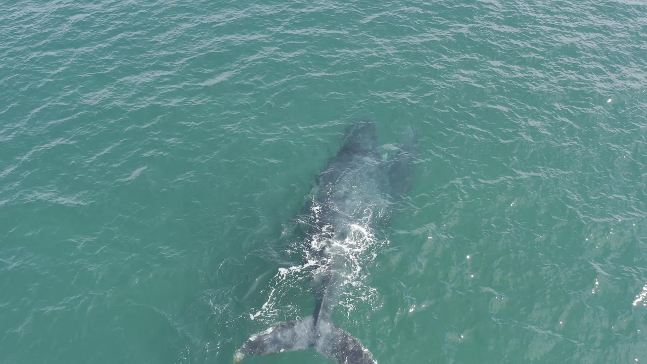 Top-down Baja California Sur ocean view showing the gray animal's tail area more clearly near the lower frame edge, with foam and no visible people.