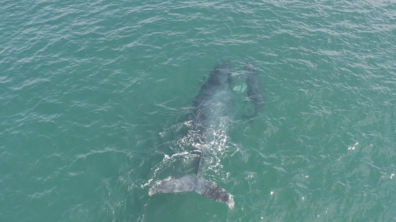 Gray marine animal turning under turquoise water