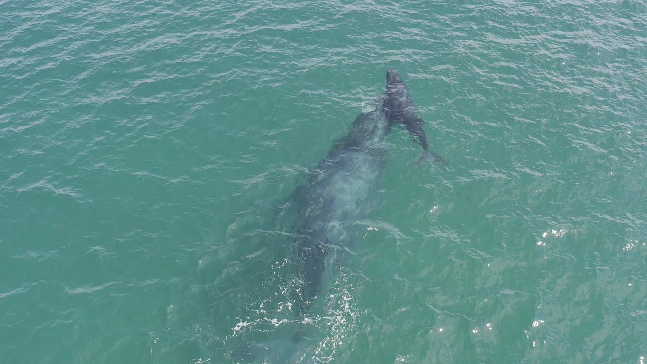 Aerial view in Baja California Sur, Mexico of a large dark marine animal just below turquoise water, with surface ripples and no visible people.