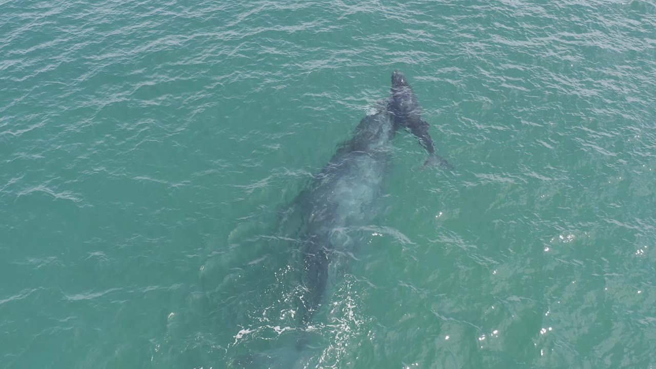 Marine animal gliding under rippled blue-green water.