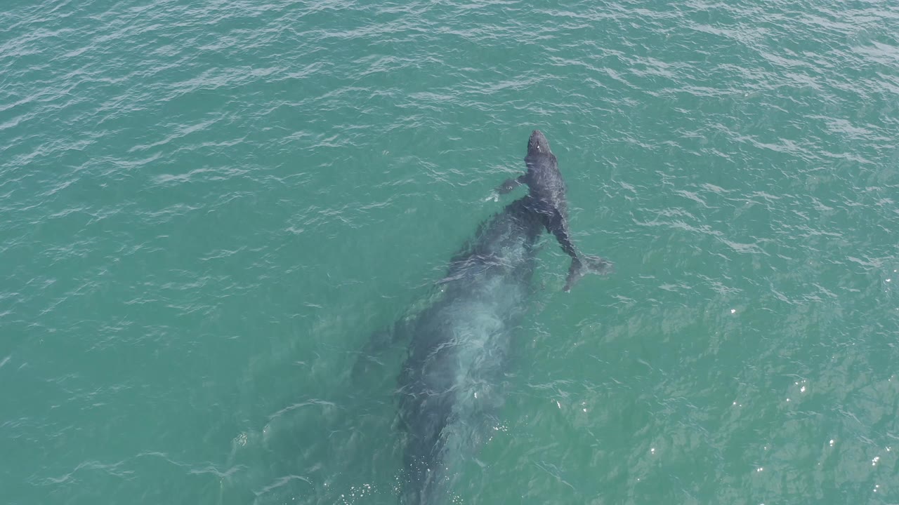 Aerial view in Baja California Sur, Mexico with the marine animal shifted toward the upper right, its dark body and fin shape visible below clear water, no visible people.