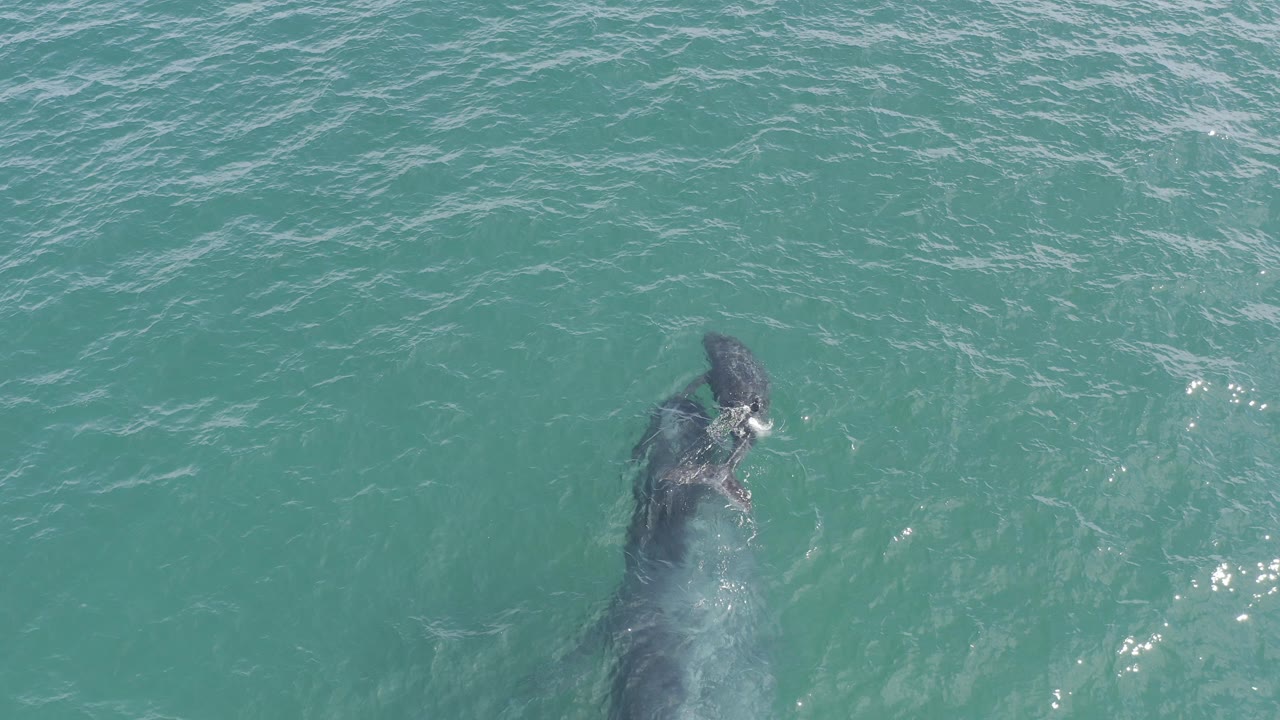 Overhead frame from Baja California Sur, Mexico showing a large whale and smaller calf just below blue-green ocean water, with no visible people.