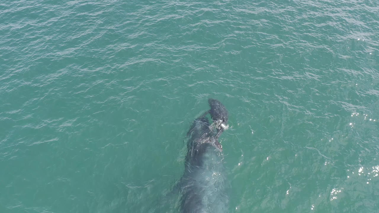 Whale and calf remain beneath rippled turquoise ocean surface.