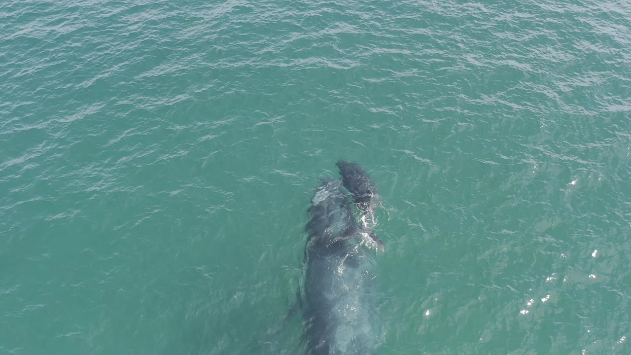 Direct overhead view in Baja California Sur with the whale and calf aligned more vertically beneath clear water, with small white highlights on the surface and no visible people.