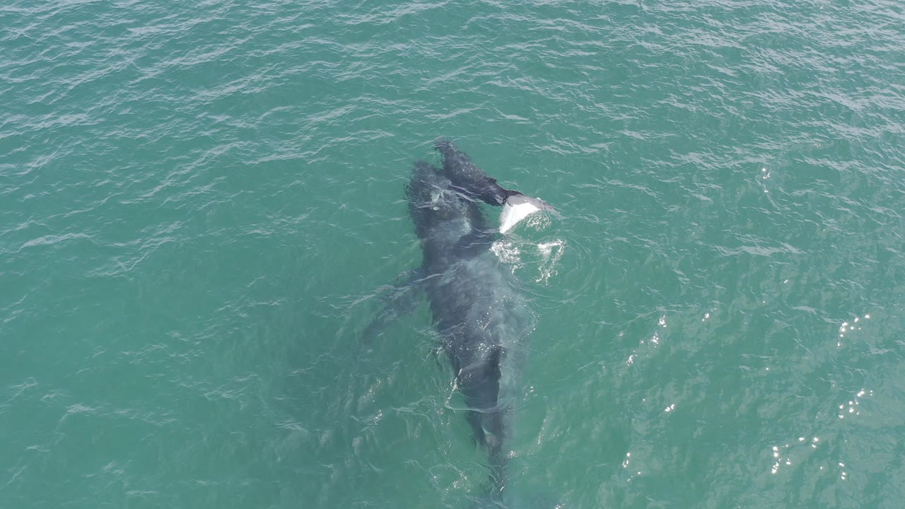 Overhead view of a dark whale just below turquoise water in Baja California Sur, Mexico, with a white patch of surface foam near its head and no visible people.