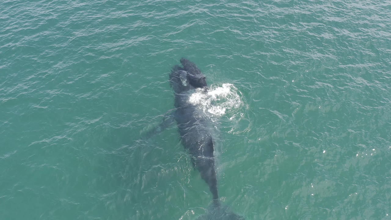 The whale appears farther right in the overhead frame in Baja California Sur, Mexico, with a larger white splash over its forward body and no visible people.