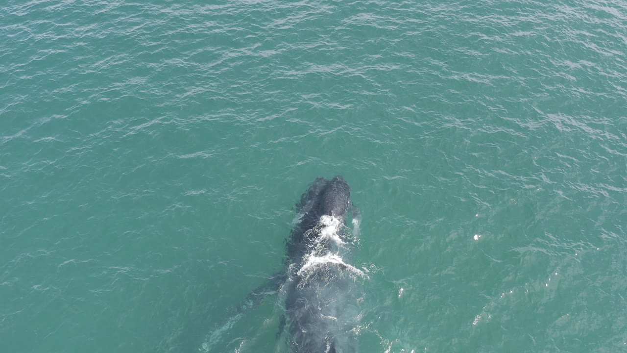 Two dark marine mammals just under turquoise ocean water.