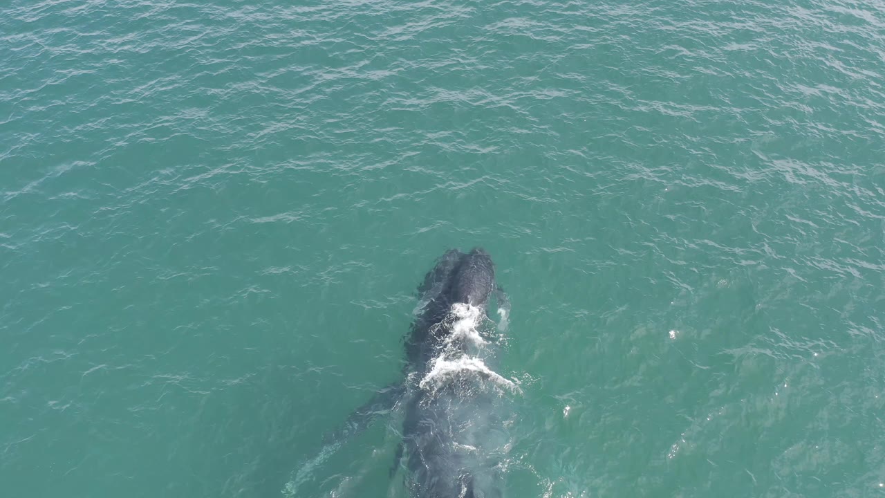 The large marine mammal remains centered below the blue-green surface while the smaller companion stays alongside, with a small patch of white water and no visible people.