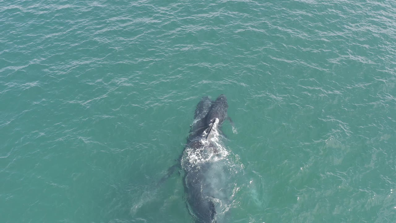 From above, the paired marine mammals angle through turquoise water, with the smaller animal more visible to one side and white water marking the surfacing moment, no visible people.