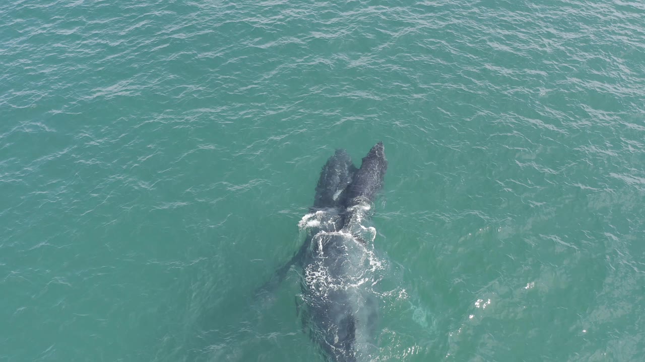 The larger animal and its smaller companion appear closer to the surface in Baja California Sur, with foamy water across their backs and open ocean filling the frame, no visible people.