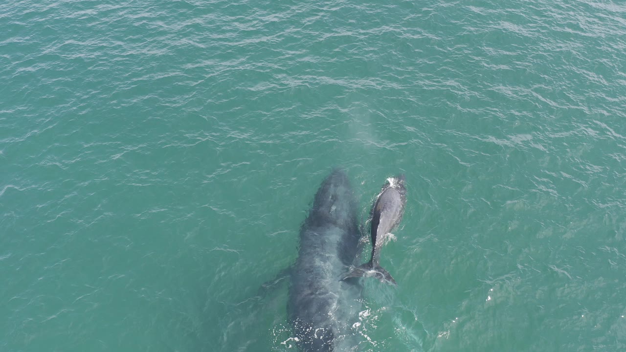 Two whales just below turquoise ocean surface