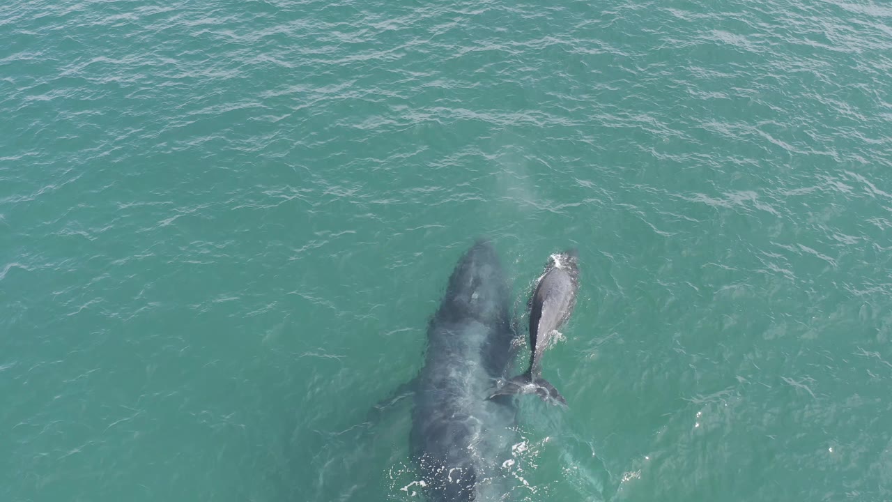 Two whales remain side by side beneath clear turquoise water in Baja California Sur, Mexico, with the larger body partly shadowed and no visible people.