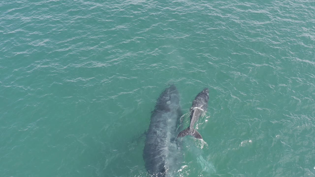 Overhead frame in Baja California Sur, Mexico, showing two whales slightly farther apart near the surface, with small white ripples and no visible people.