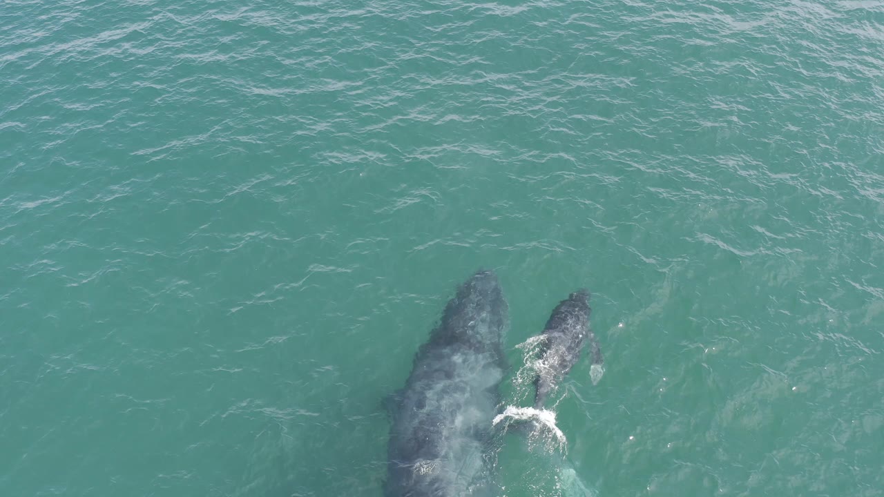 Two whales pass below a rippled turquoise surface in Baja California Sur, Mexico, with one whale lower in frame and no visible people.