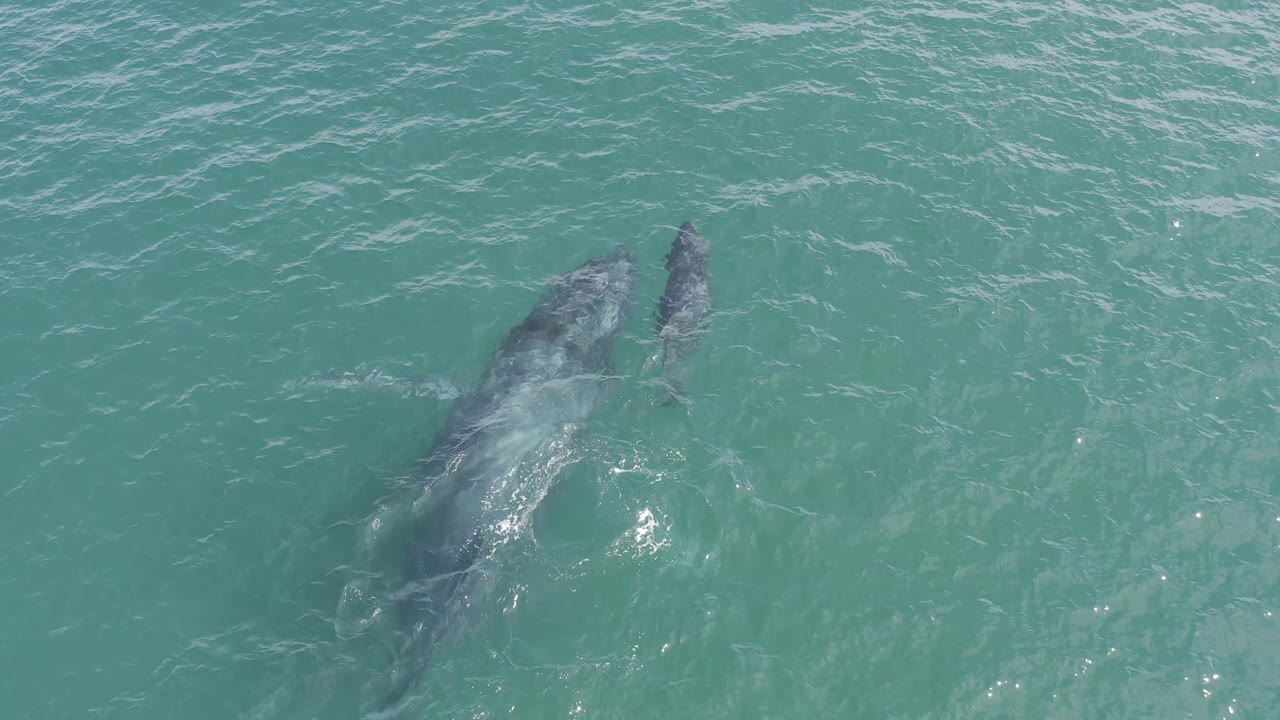 Overhead Baja California Sur frame with the larger whale leading slightly left of the calf under blue-green water, no shoreline, vessels, or visible people.