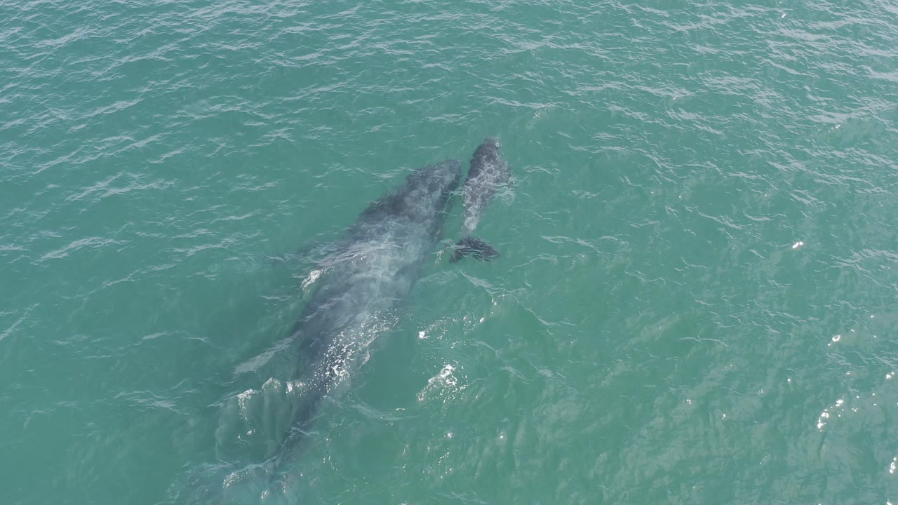 Aerial view in Baja California Sur, Mexico with the whale pair shifted farther across the frame, their dark bodies partly softened by choppy turquoise surface water and no visible people.