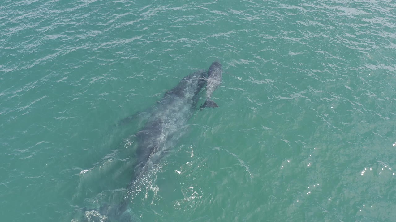 Overhead Baja California Sur view where the larger whale dominates the left side and the smaller calf is less visible near the edge, with rippled open water and no visible people.