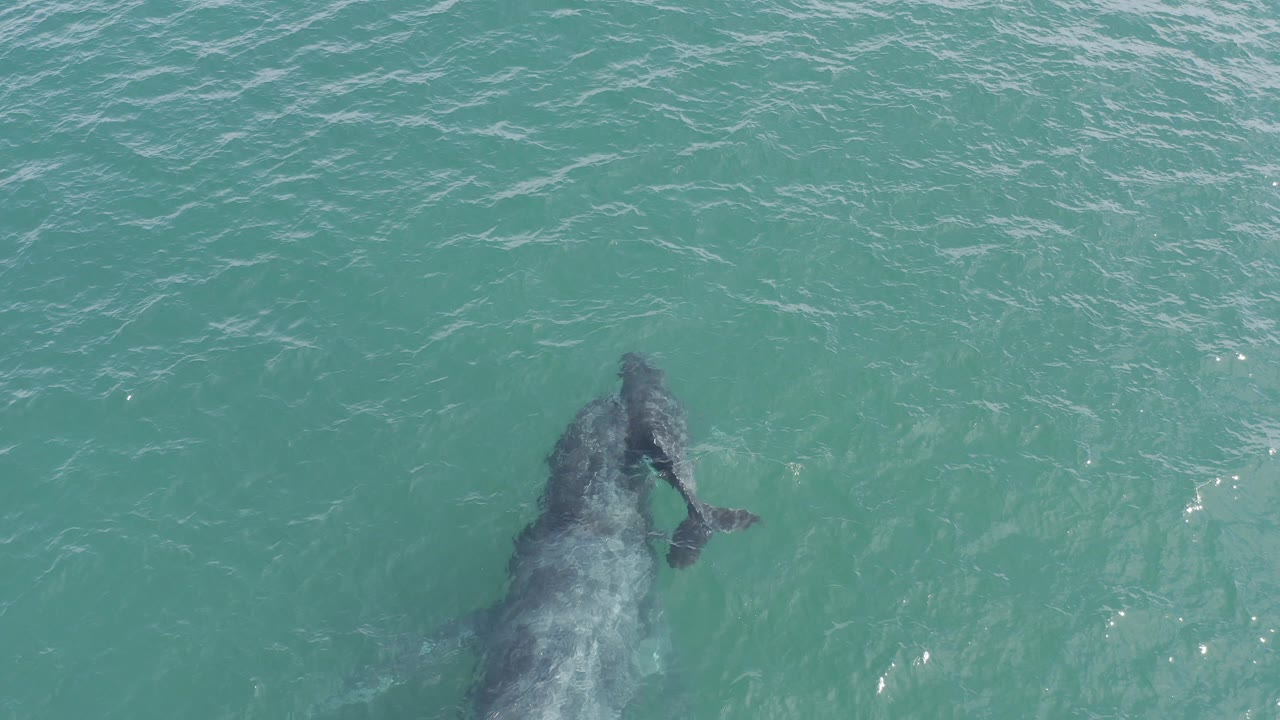 Whale and calf under turquoise ocean water from above.