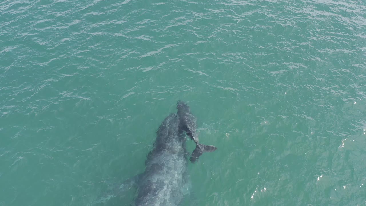 Aerial frame from Baja California Sur, Mexico, with the larger whale centered below the surface and the calf close beside it in blue-green water, no visible people.