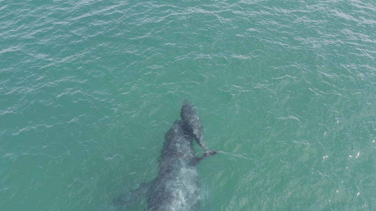 Overhead Baja California Sur whale footage showing the pair slightly farther right in frame under textured turquoise water, with no shore, boats, or visible people.