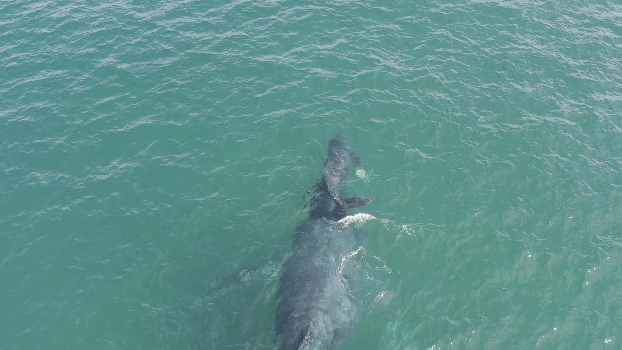 Aerial view in Baja California Sur, Mexico, with the whale and calf lower in the frame and a small patch of white surface disturbance beside them, no visible people.