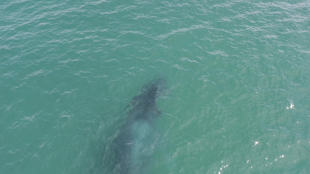 Whale shadow beneath turquoise ocean water.