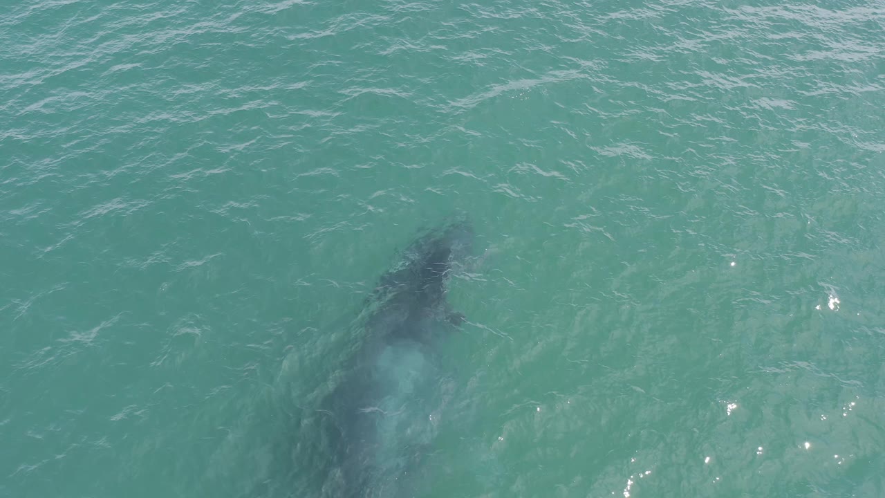 A whale remains partly obscured beneath bright turquoise ocean in Baja California Sur, Mexico, with surface ripples softening its outline and no visible people.