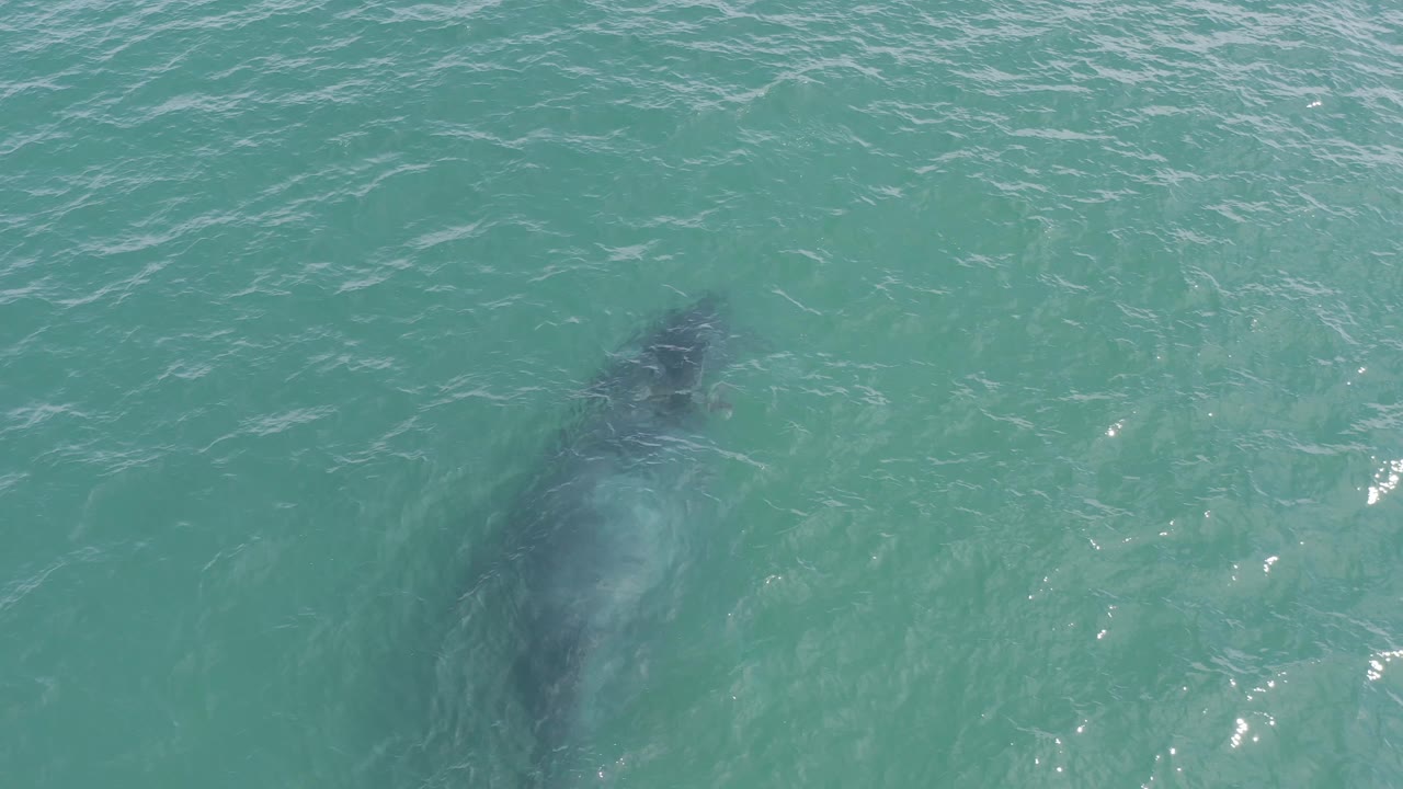 The whale appears as a darker vertical shape below teal water in Baja California Sur, Mexico, with a pale patch near the body and no visible people.