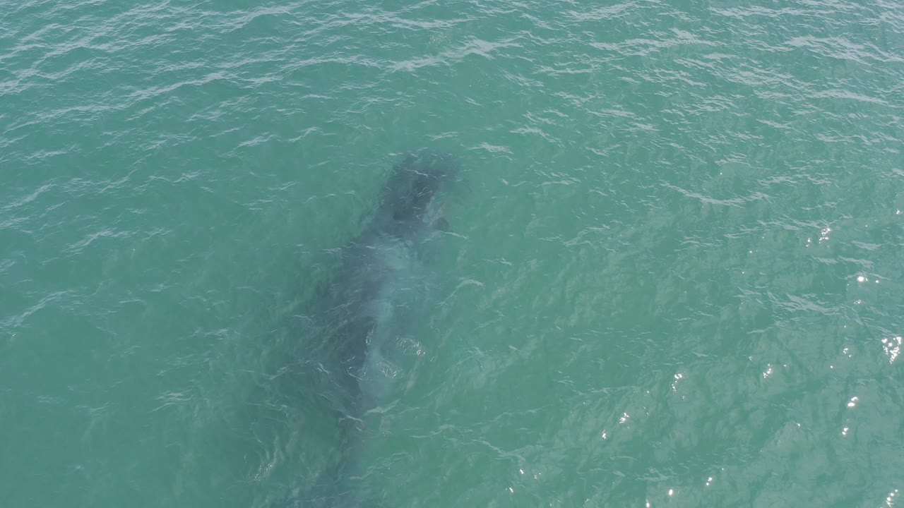 A submerged whale shape sits left of center under green-blue water in Baja California Sur, Mexico, while small glare points appear on the surface and no people are visible.