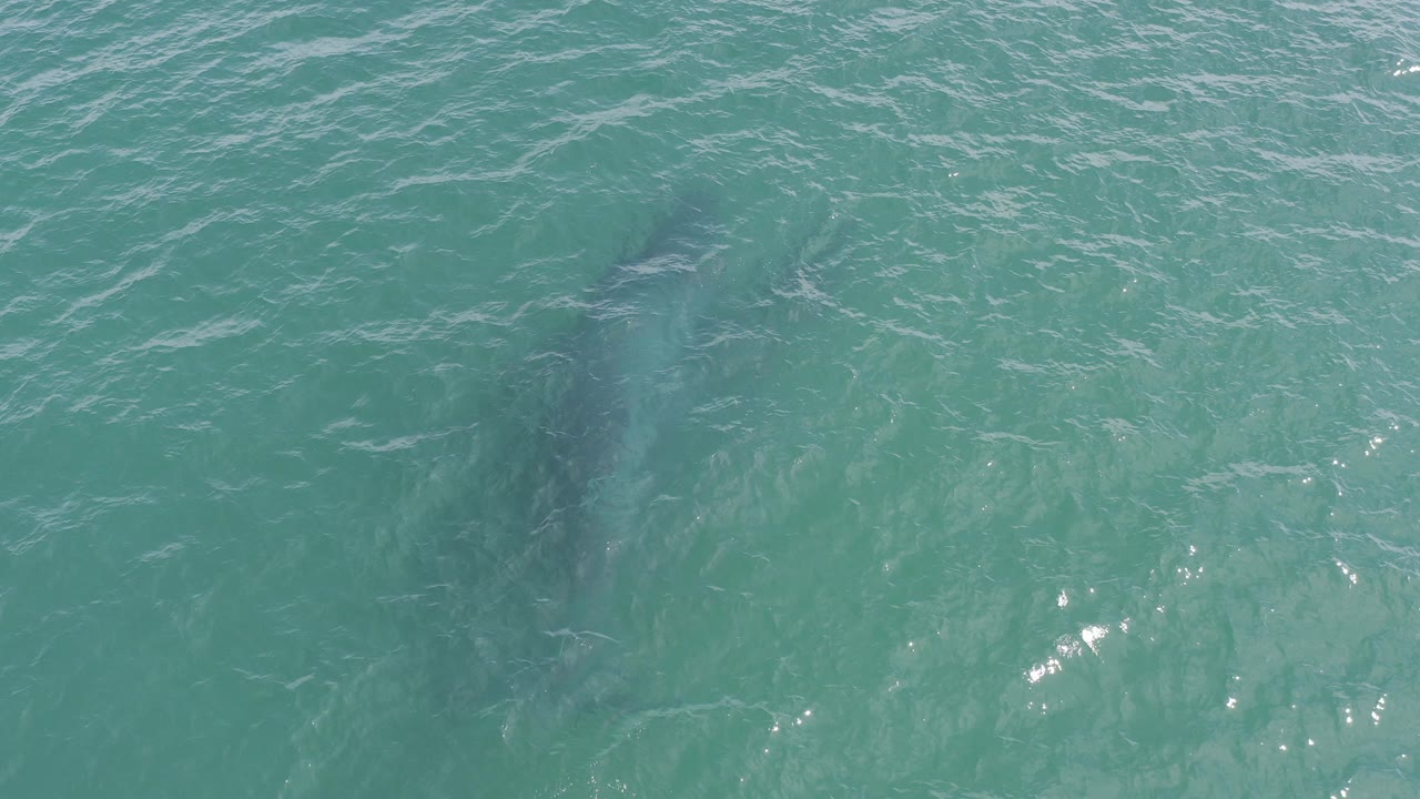 Two dolphins appear as dark forms under turquoise water in Baja California Sur, Mexico, with bright surface glints and no visible people.