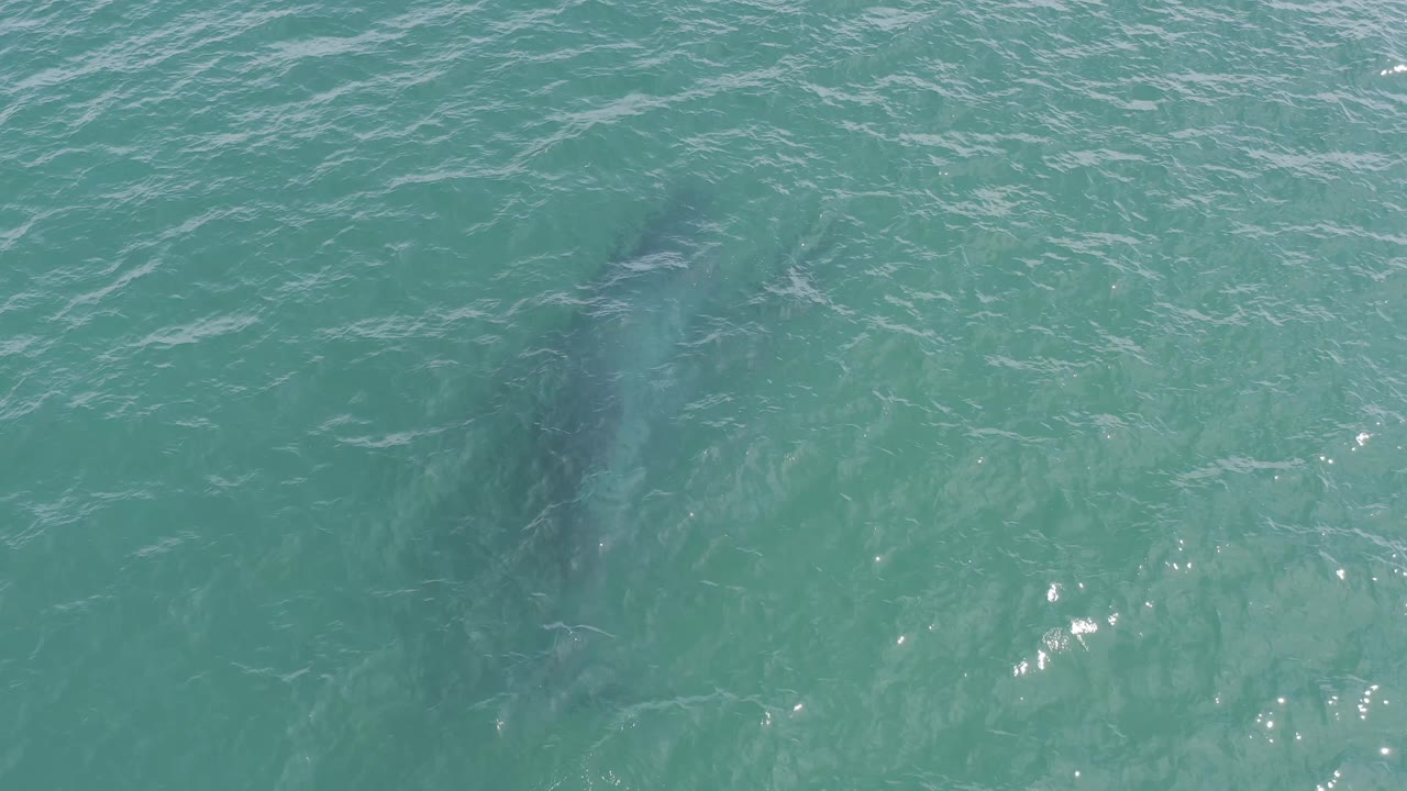 Dark dolphin forms under clear green-blue water with sun sparkle.