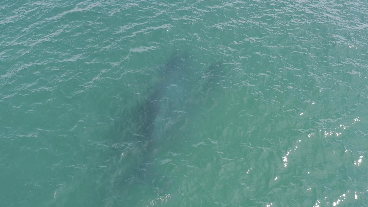 The dolphins are faint but readable below the turquoise surface in Baja California Sur, Mexico, with stronger highlights on the right side and no visible people.