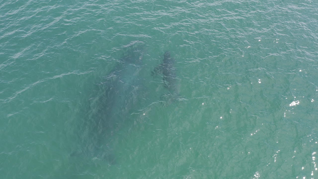Overhead view of two whale shapes moving beneath blue-green water in Baja California Sur, Mexico, with scattered surface glare and no visible people.
