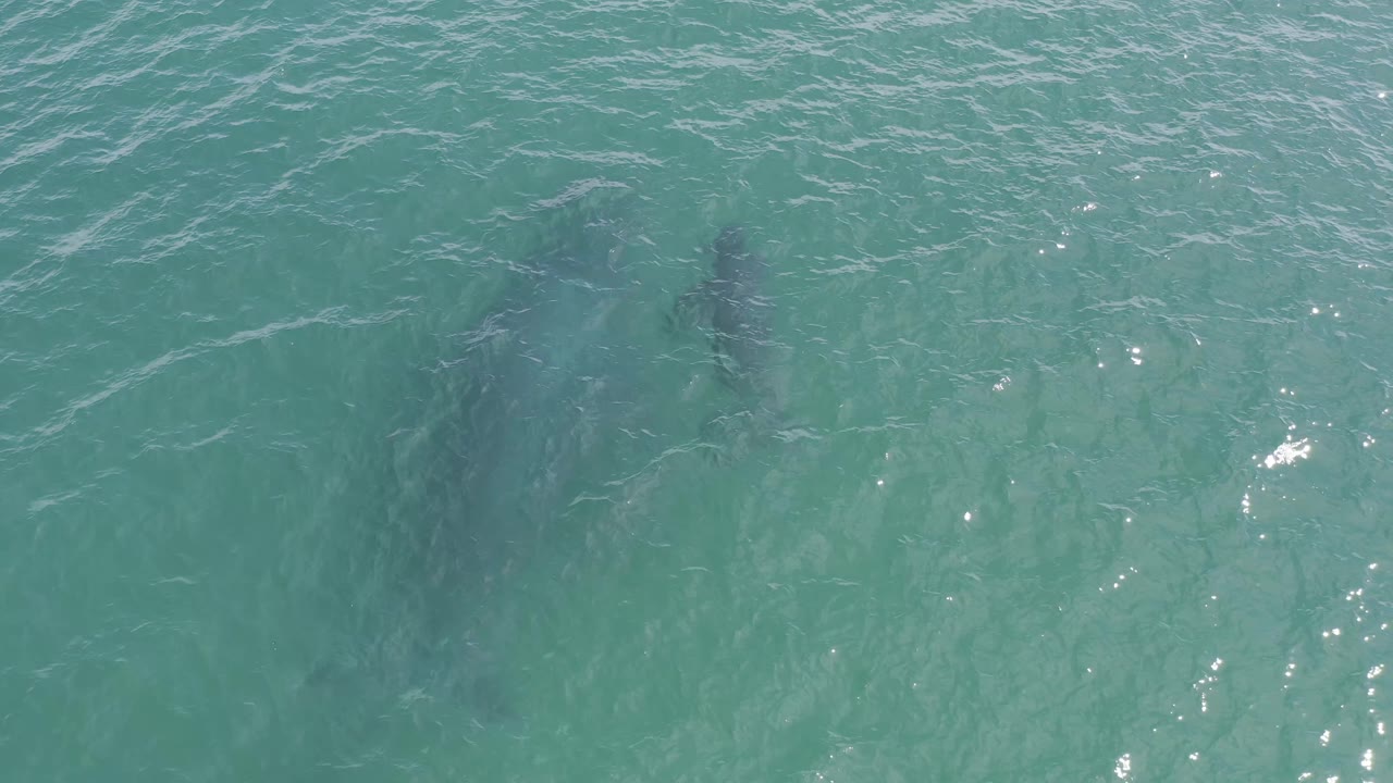 A large submerged whale form and a smaller whale shape sit farther apart under rippled Baja California Sur ocean water, with no visible people.