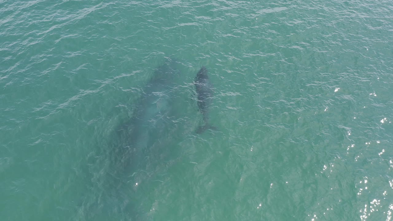 The larger whale appears nearer the upper right of the overhead frame, while the companion is faint below the surface in Baja California Sur, Mexico, with no visible people.