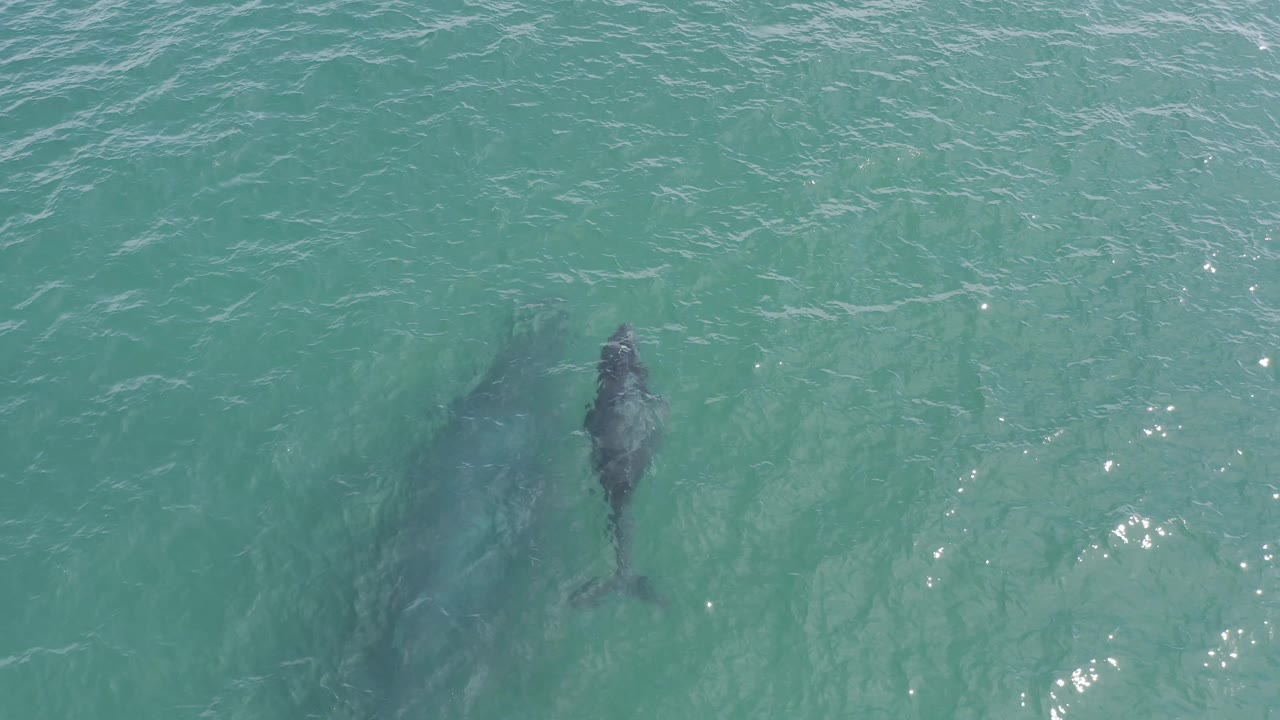 Two whales beneath turquoise water, one closer to frame center.