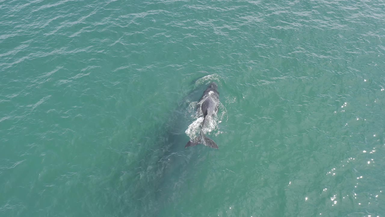 Whale swimming beneath rippled blue-green water.