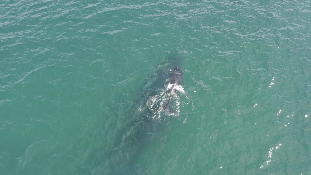 Top-down frame of a whale partly surfaced in Baja California Sur, Mexico, with a darker body shape below the water and no visible people.