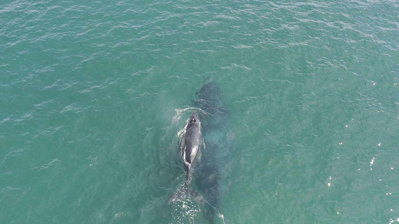 Overhead frame of a shark-shaped animal near the surface in Baja California Sur, Mexico water, with a dark submerged shadow ahead and no visible people.