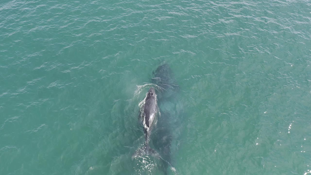 Aerial view of the shark slightly farther through the turquoise Baja California Sur water, with pale ripples and no visible people or boats.