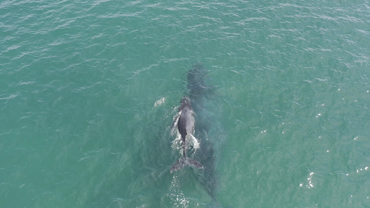 Top-down frame of the shark breaking the surface more clearly in Baja California Sur water, with white disturbance behind it and no visible people.