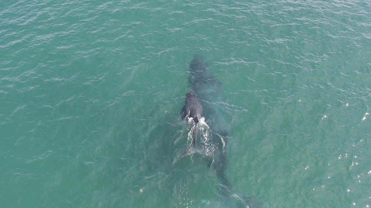 Overhead view of the shark mostly submerged in rippled turquoise water in Baja California Sur, with its body darker below the surface and no visible people.
