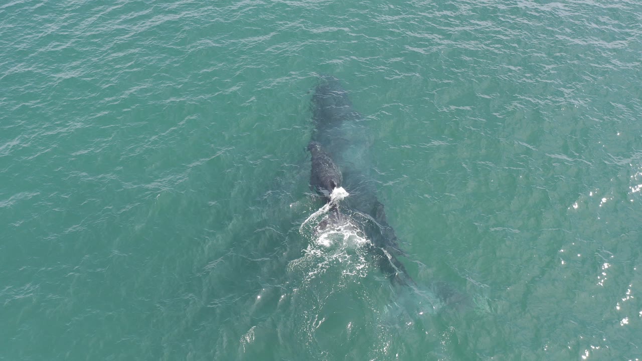 At 0:00, a dark marine mammal is seen from above in turquoise water in Baja California Sur, Mexico, with white splash near the head and no visible people.