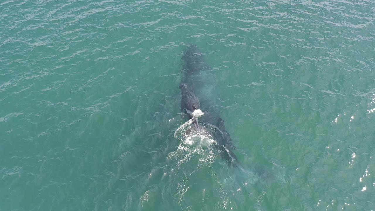 At 0:01, the overhead frame holds on the marine mammal beneath clear Baja California Sur water as its pale wake trails through the surrounding ripples, with no visible people.