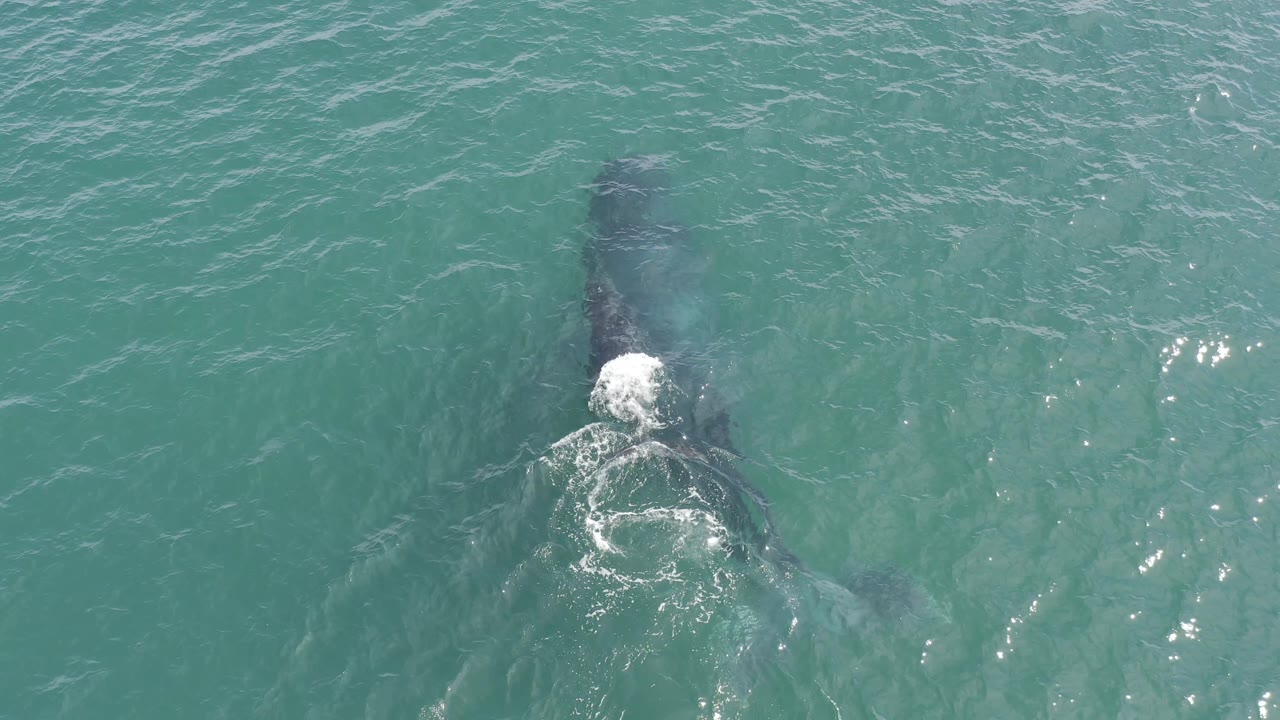 At 0:02, the animal remains centered below the turquoise surface in Baja California Sur, Mexico, while a brighter patch of white water forms near its head and no people appear.