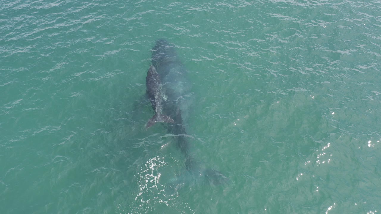 Aerial view in Baja California Sur, Mexico of an adult whale and smaller calf just below turquoise water, with ripples and no visible people.