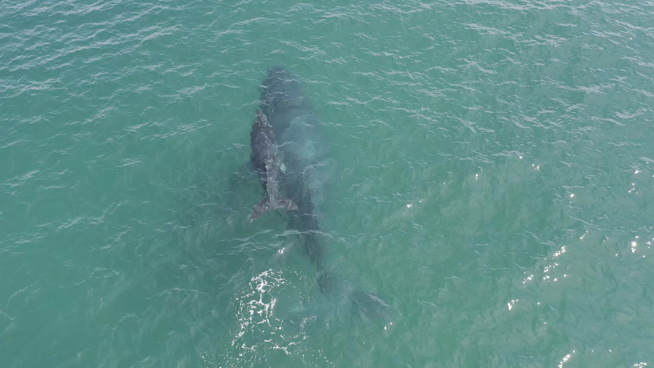 Overhead Baja California Sur wildlife frame with the adult whale and calf aligned vertically under textured blue-green water, no visible people.