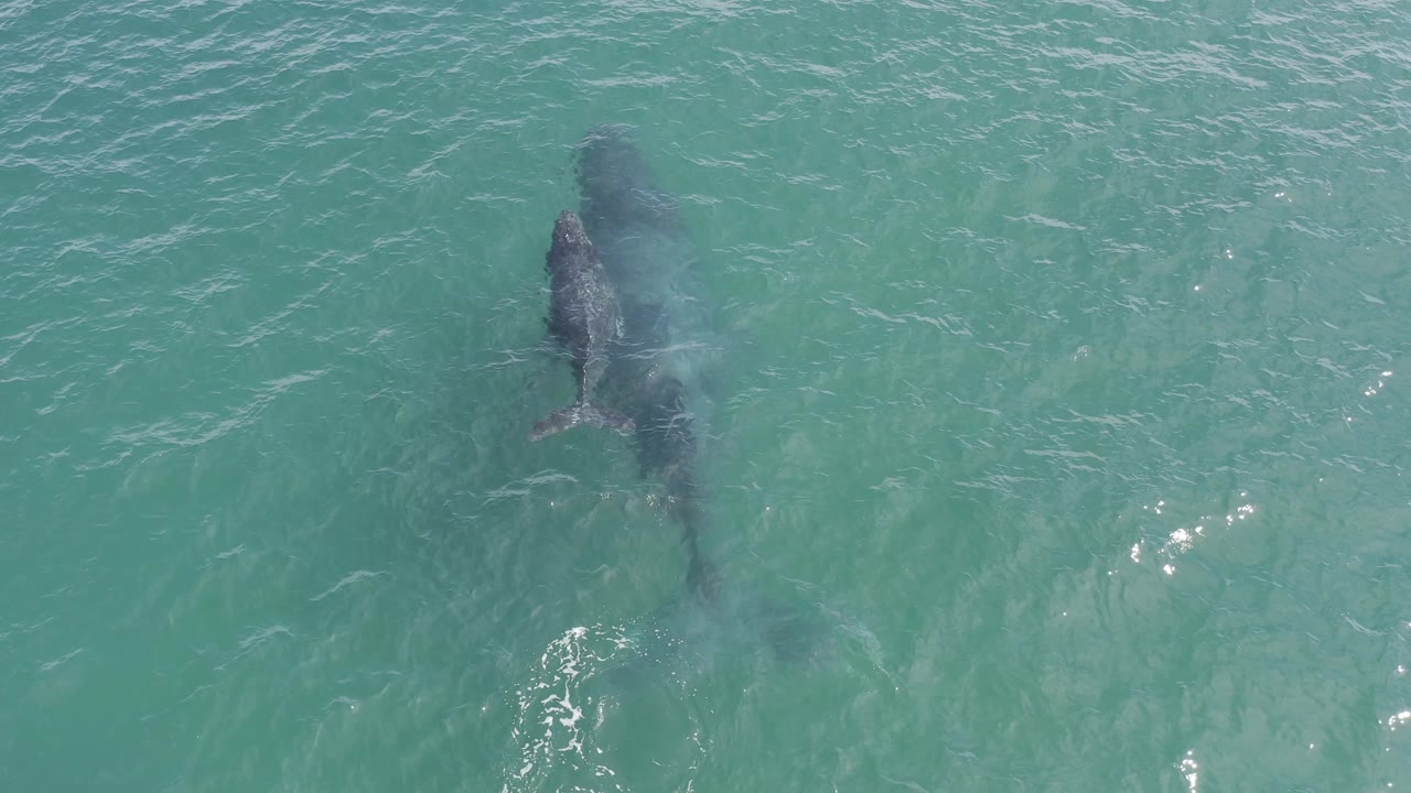 Drone-style overhead view in Baja California Sur, Mexico showing the whale pair beneath green-blue water with brighter surface highlights to the right and no visible people.