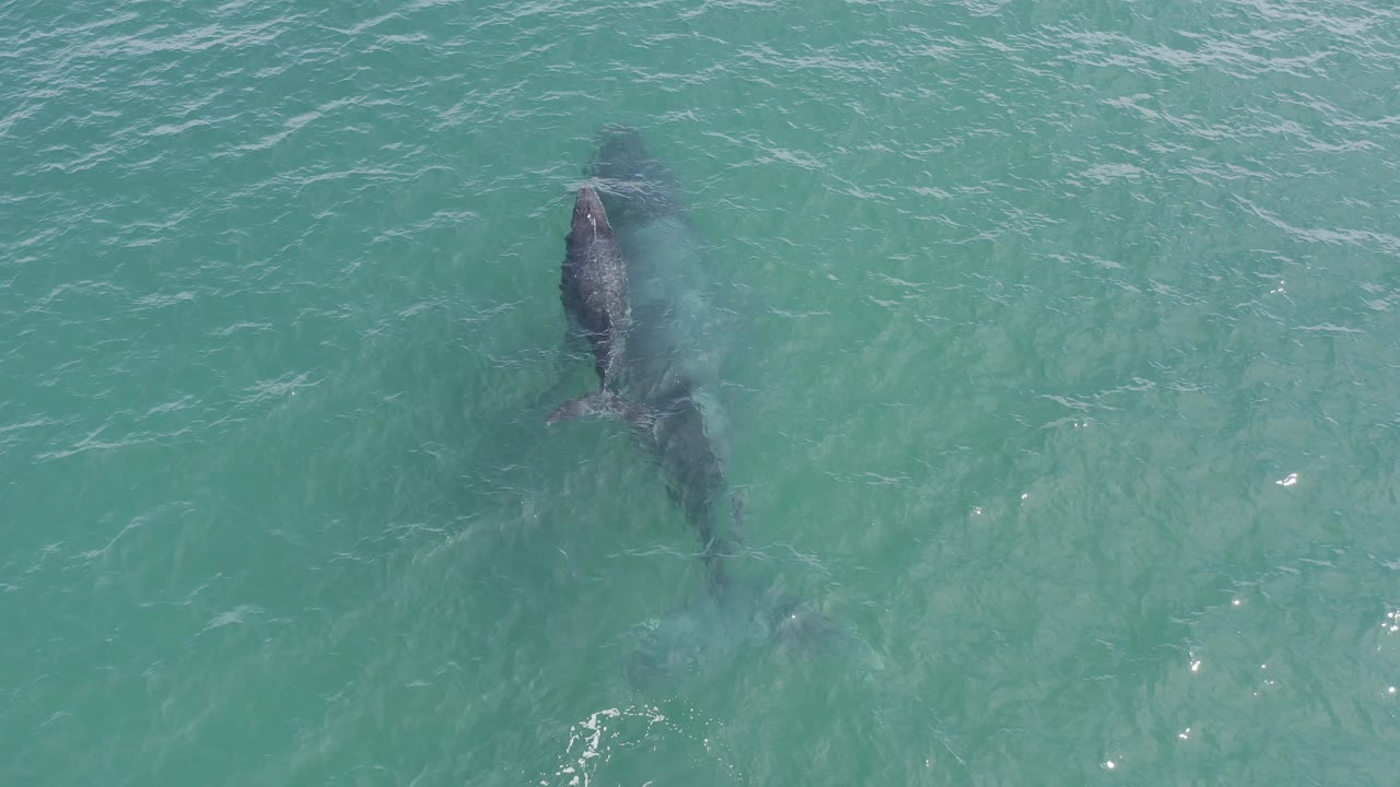 Aerial frame from Baja California Sur, Mexico with the adult whale and calf appearing as dark shapes below the rippled turquoise surface, no visible people.