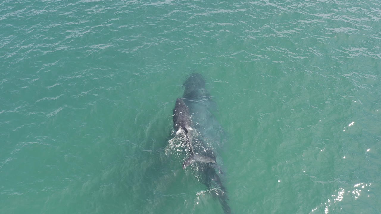 Overhead view in Baja California Sur, Mexico, showing a whale and smaller calf just below turquoise ocean water with faint white ripples and no visible people.